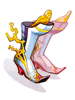Sapatos Convergentes