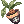 曼陀罗魔花花盆