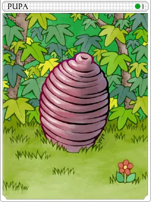 Pupa Card