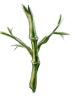 Stem