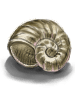 Snail's Shell