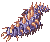 Centipede Larva