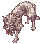 Coyote