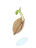 Sprout