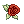 C Lush Rose