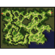 Prontera Field