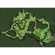 Payon Forest