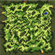 Prontera Field