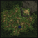 Moscovia Deep Forest