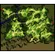 Prontera Field