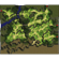 Prontera Field