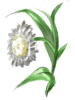 曼特花
