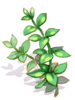 薄荷藥草
