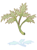 艾草