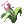 西納雷花